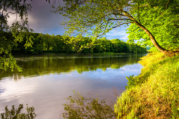 Tree along the Delaware River at Delaware Water Gap National Rec