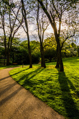 Fototapeta na wymiar Trees along a path at Wilde Lake Park in Columbia, Maryland.