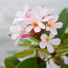 Frangipani flower