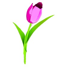 Obraz na płótnie Canvas Tulip flower