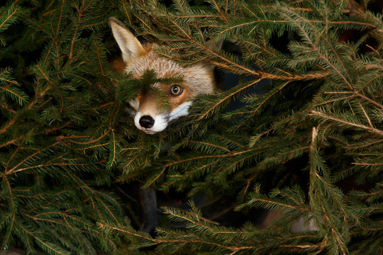 Fuchs im Dickicht