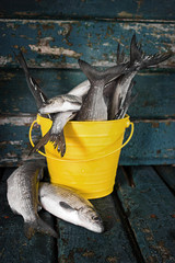 Raw fish in a bucket