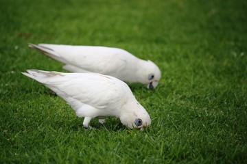 Kakadusa - Nacktaugenkakadus in Busselton - Australien