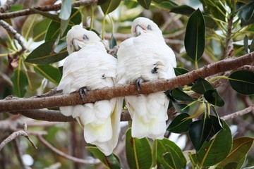 Kakadusa - Nacktaugenkakadus in Busselton - Australien