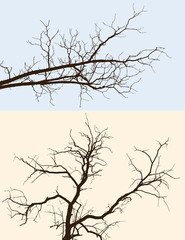 branches silhouettes