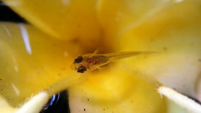 Baby guppy fish in the flower, Macro