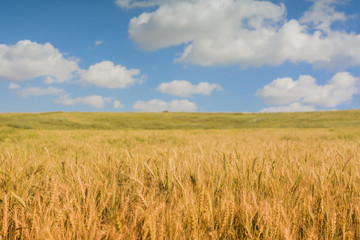 Agricultural Field