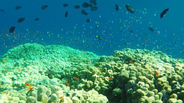 Shoal of fish on the coral reef