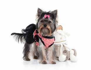 Dog. Yorkie puppy with gift boxes on white background