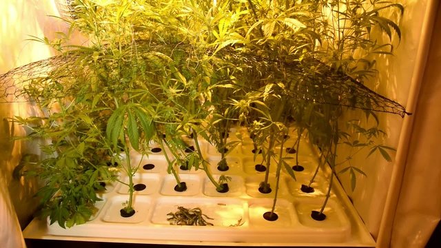 Cannabis sativa indoor