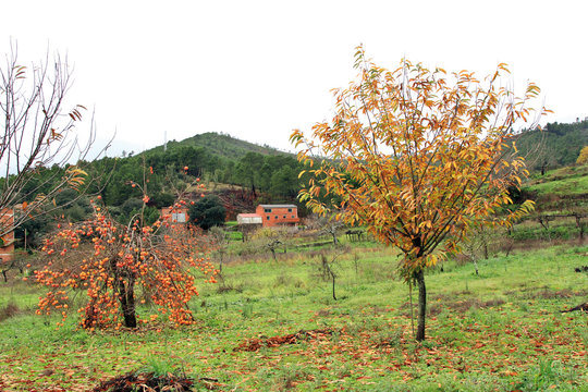 Casta&ntilde;o en oto&ntilde;o, Sauceda, Hurdes, Espa&ntilde;a