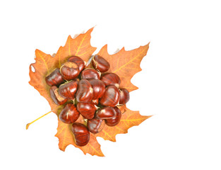 chestnut chesnut autumn yellow leaf background