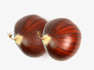chestnut two like lovers , chesnut isolated details