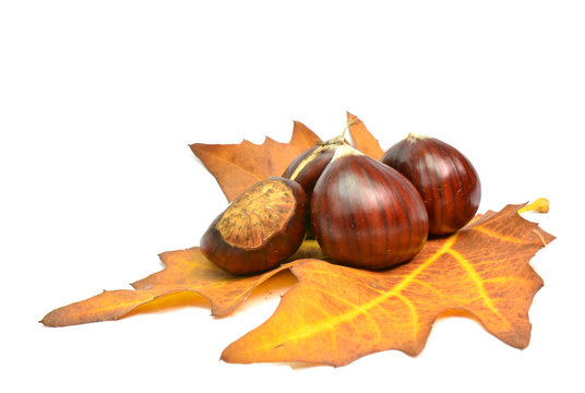 chestnut chesnut autumn yellow leaf background