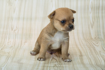 Chihuahua puppy