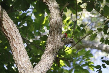 Woodpecker on a tree