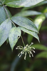 Plant at the fairchild gardens
