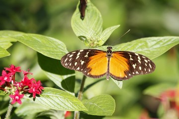 Tiger longwing butterfly - fairchild gardens