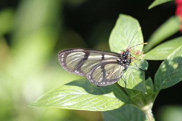 Glasswinged butterfly - greta oto