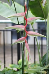 Heliconia