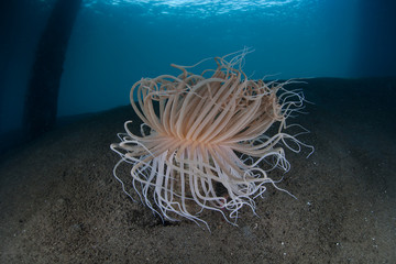 Obraz premium Tube Anemone Under Pier