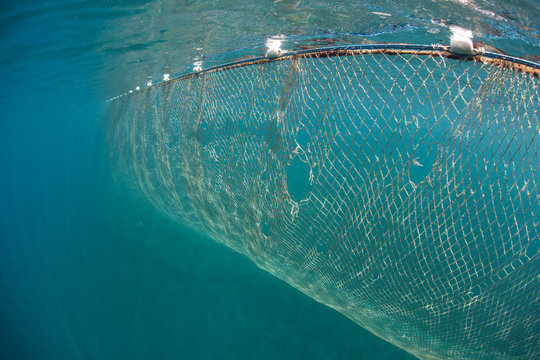 Fishing Net Underwater Images – Browse 9,648 Stock Photos, Vectors, and  Video