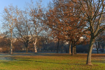 Autumnal Park