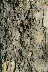 Closeup photo of a tree trunk