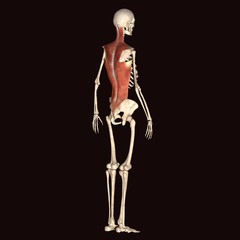 skeleton muscle anatomy