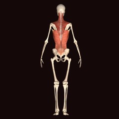 skeleton body muscle anatomy