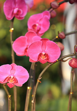 chinese new year decoration plant orchid 