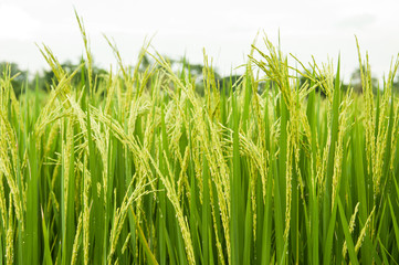 Rice field