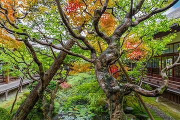 Fototapeta premium Eikando Temple in Kyoto