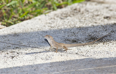Little Lizard