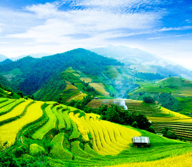 Rice fields on terraces in vietnam