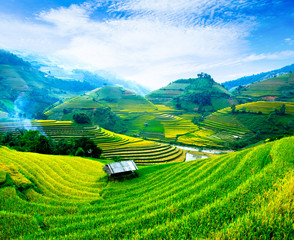 Rice fields on terraces in vietnam