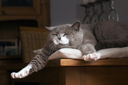 British Kurzhaar Katze erwacht auf dem Tisch
