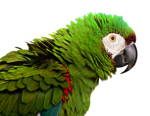 Severe Macaw