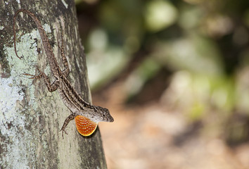 Upset Lizard