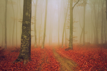 Elegant trail into foggy woods during autumn