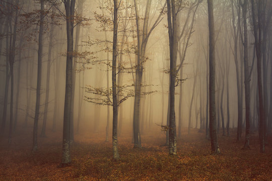Fairytale forest with misty atmosphere
