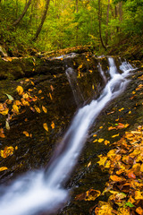 Fallen autumn leaves and a small waterfall on Oakland Run in Hol