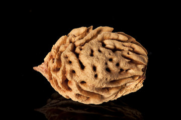 Peach fruit stone on black