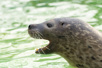 Harbor seal (Phoca vitulina)