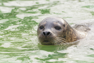 Obraz premium Harbor seal (Phoca vitulina)