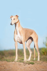 Obraz na płótnie Canvas Greyhound standing on the top of the hill