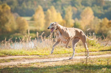 Obraz na płótnie Canvas Greyhound dog running in autumn