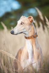 Obraz na płótnie Canvas Portrait of greyhound in autumn