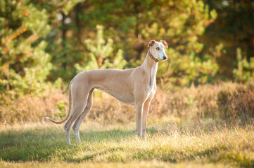 Obraz na płótnie Canvas Greyhound standing in autumn at sunset