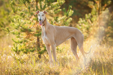 Greyhound standing in autumn